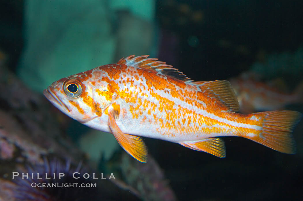 Canary rockfish, juvenile.  The bright orange color of this rockfish will not be so visible at depth, where seawater filters out the red lightwaves that allow this color to be seen., Sebastes pinniger, natural history stock photograph, photo id 13695