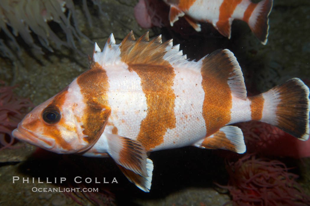 Flag rockfish., Sebastes rubrivinctus, natural history stock photograph, photo id 11785