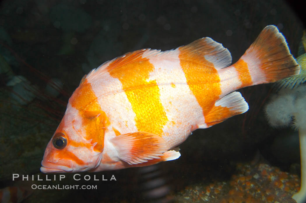 Flag rockfish., Sebastes rubrivinctus, natural history stock photograph, photo id 14065
