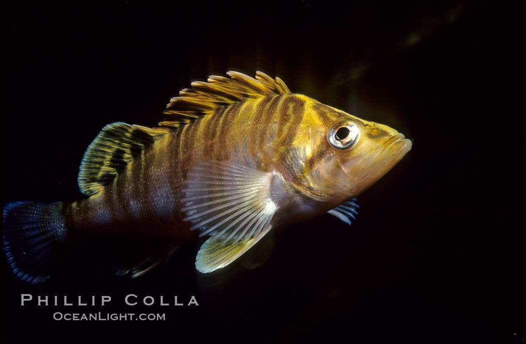 Juvenile treefish among offshore drift kelp. San Diego, California, USA, Sebastes serriceps, natural history stock photograph, photo id 00294