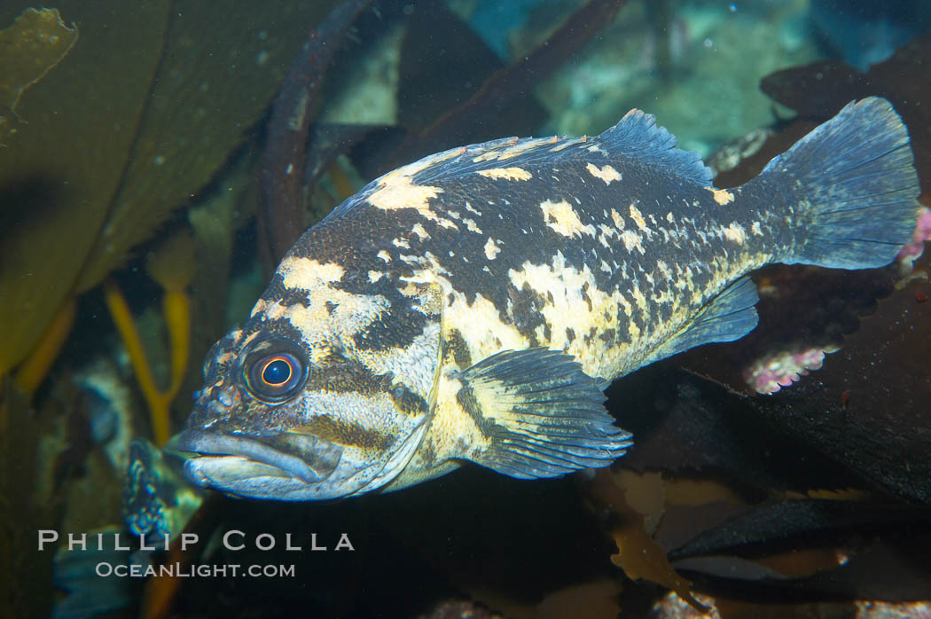 Unidentified rockfish., Sebastes, natural history stock photograph, photo id 14066