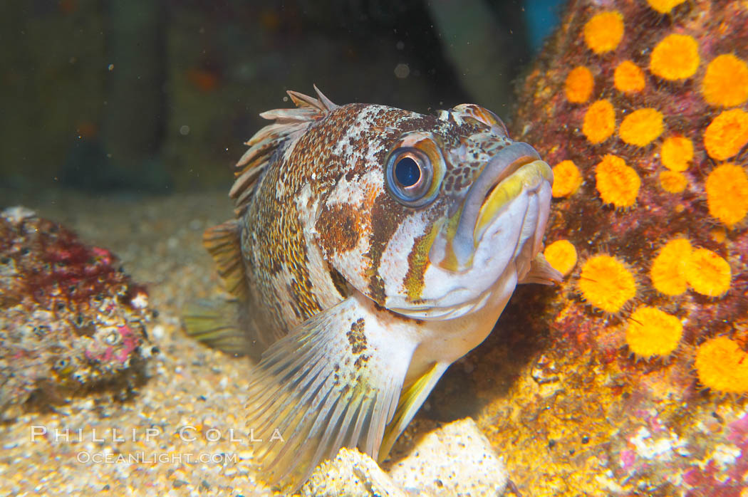 Unidentified rockfish., Sebastes, natural history stock photograph, photo id 14070