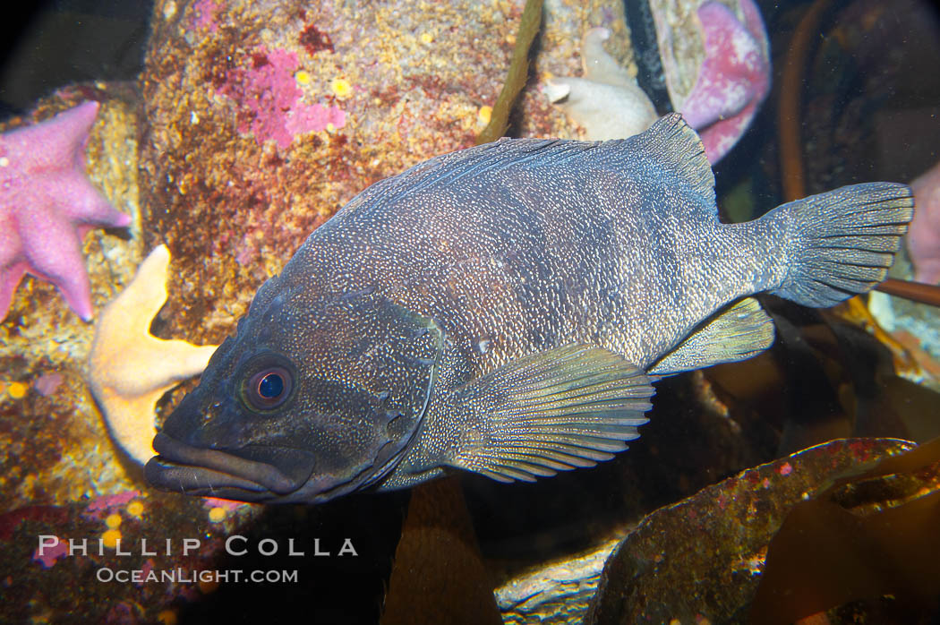 Unidentified rockfish., Sebastes, natural history stock photograph, photo id 14068