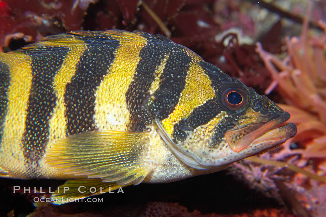Unidentified rockfish., Sebastes, natural history stock photograph, photo id 14072