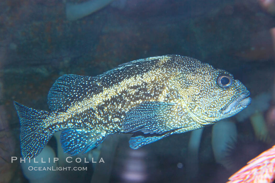 Unidentified rockfish., Sebastes, natural history stock photograph, photo id 14076