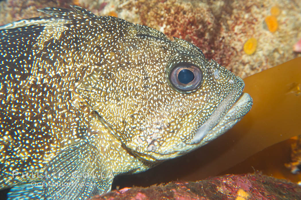Unidentified rockfish., Sebastes, natural history stock photograph, photo id 14080