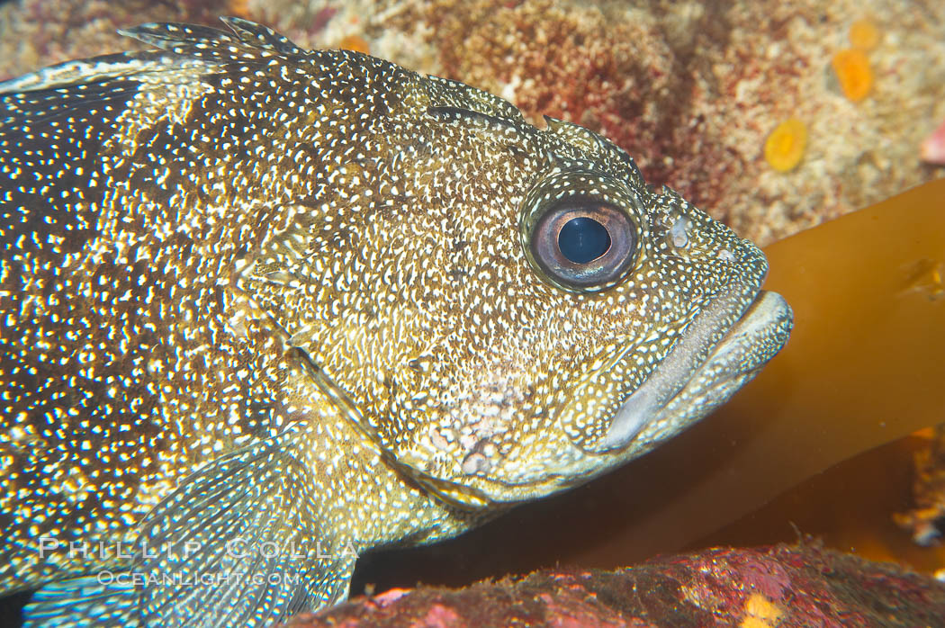 Unidentified rockfish., Sebastes, natural history stock photograph, photo id 14080