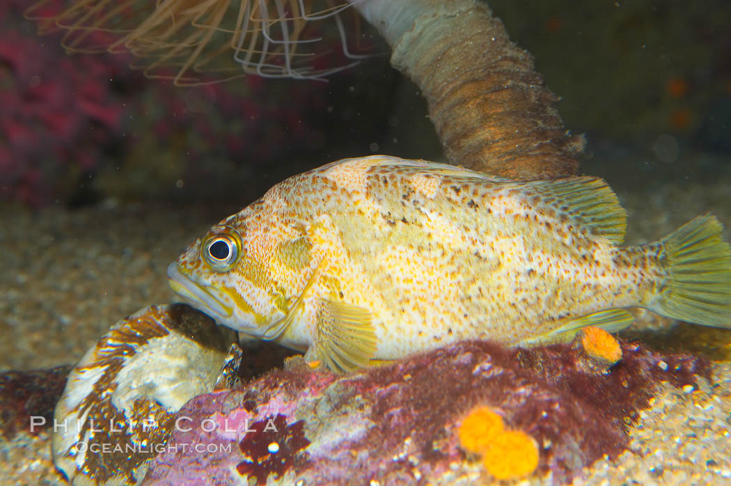 Unidentified rockfish., Sebastes, natural history stock photograph, photo id 14071