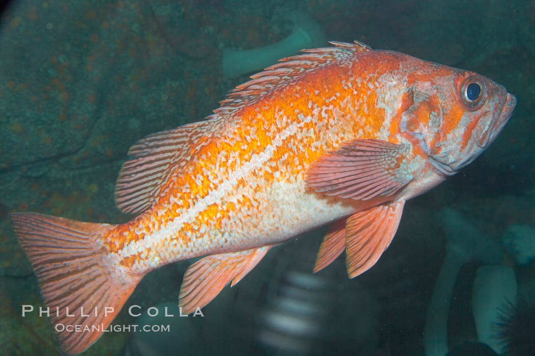 Unidentified rockfish., Sebastes, natural history stock photograph, photo id 14075