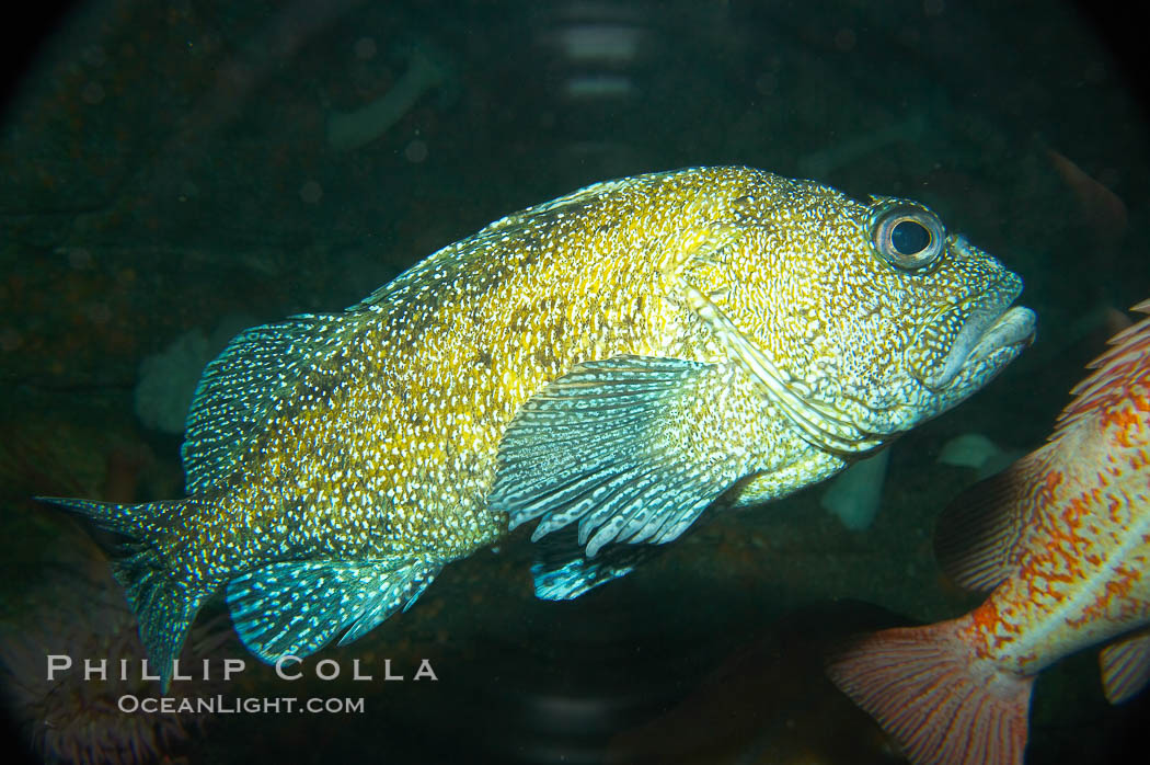 Unidentified rockfish., Sebastes, natural history stock photograph, photo id 14079