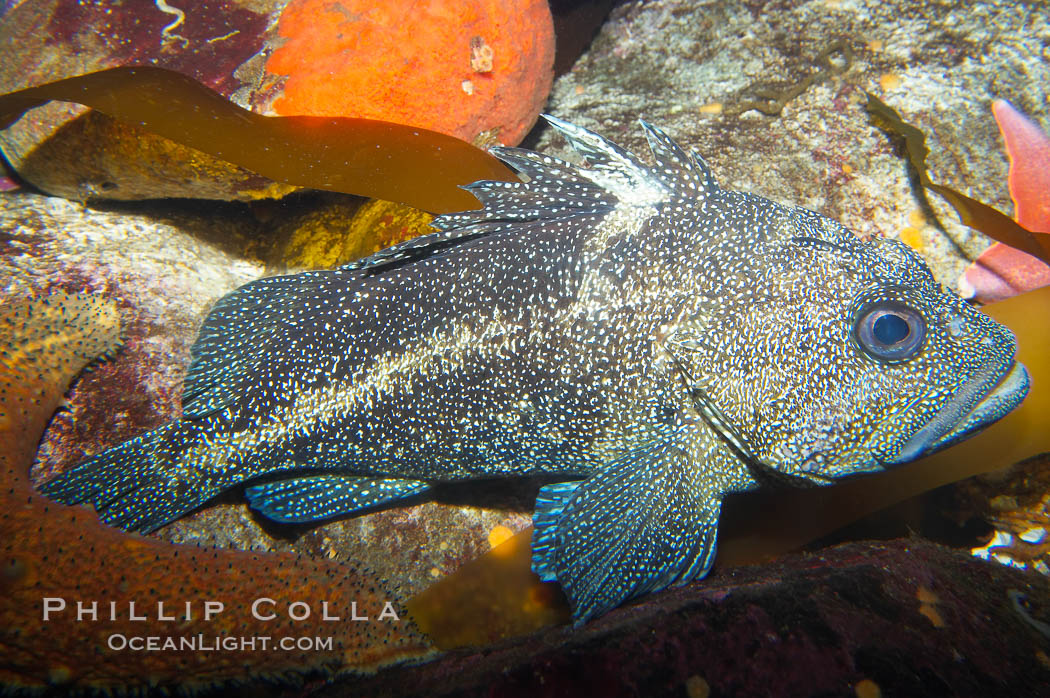Unidentified rockfish., Sebastes, natural history stock photograph, photo id 14069