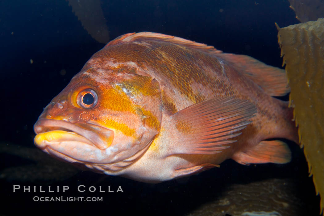 Unidentified rockfish., Sebastes, natural history stock photograph, photo id 14073