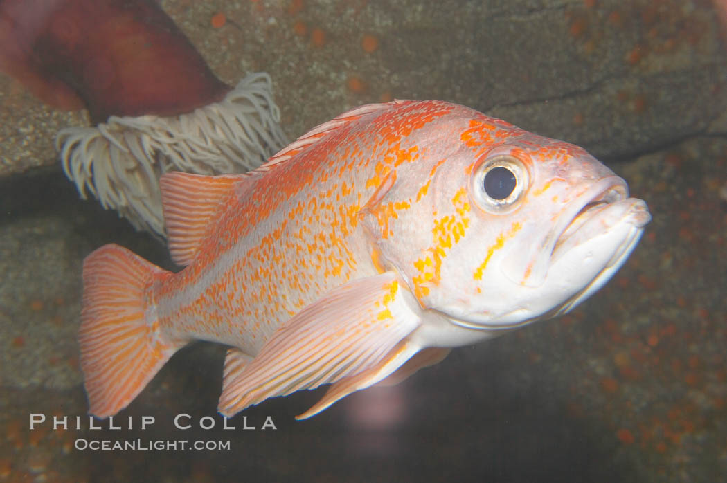 Unidentified rockfish., Sebastes, natural history stock photograph, photo id 14077