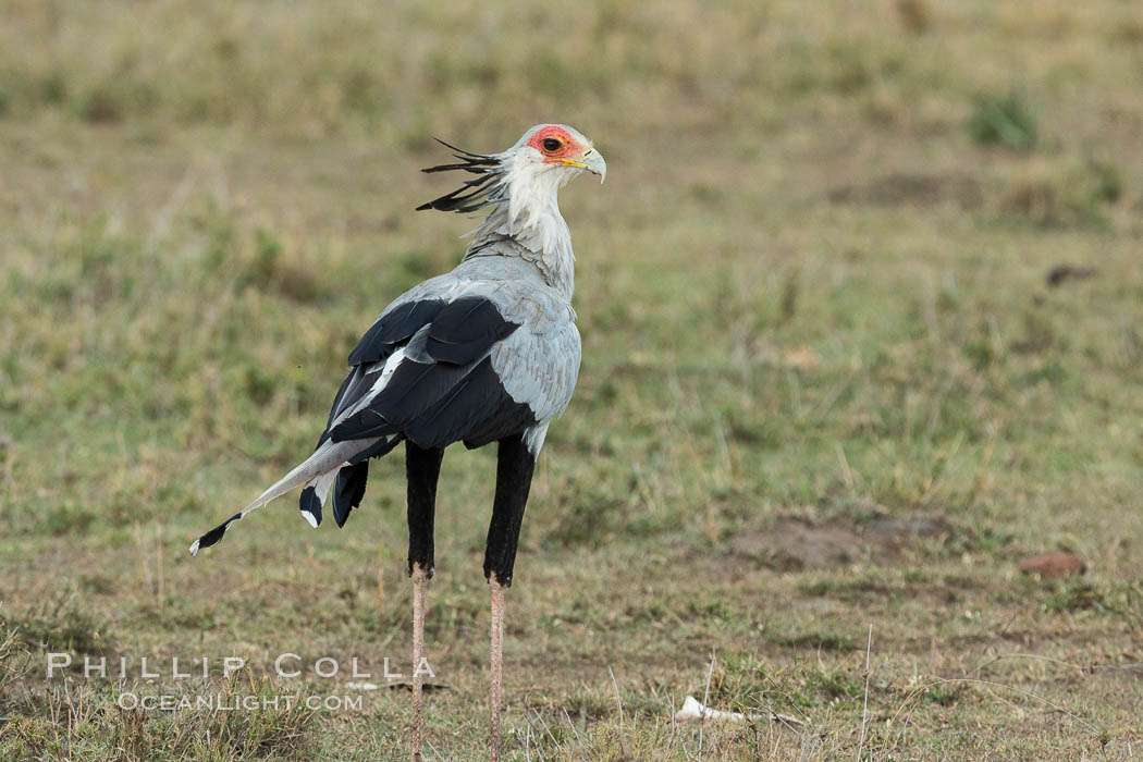 Secretary bird, a large bird of prey in Kenya. Olare Orok Conservancy, Sagittarius serpentarius, natural history stock photograph, photo id 30074