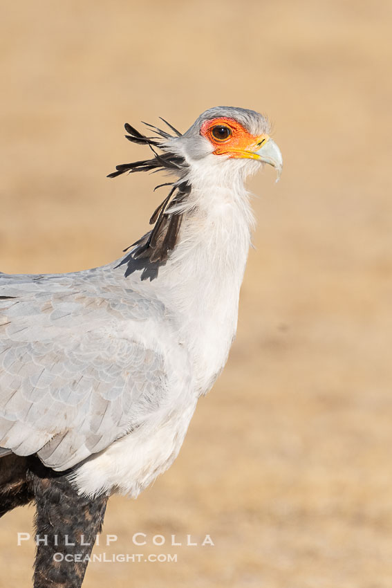 Secretary Bird, Sagittarius serpentarius, Amboseli National Park., Sagittarius serpentarius, natural history stock photograph, photo id 39580