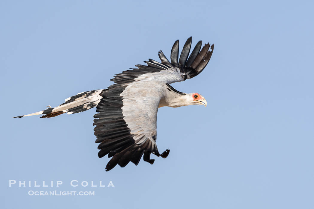 Secretary Bird in Flight, Sagittarius serpentarius, Amboseli National Park. Kenya, Sagittarius serpentarius, natural history stock photograph, photo id 39581