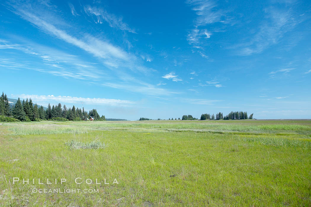 Sedge grass meadows, spruce trees, and blue sky. Lake Clark National Park, Alaska, USA, natural history stock photograph, photo id 19062