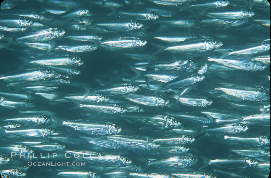 Bigeye scad, schooling. Sea of Cortez, La Paz, Baja California, Mexico, Selar crumenophthalmus, natural history stock photograph, photo id 04786