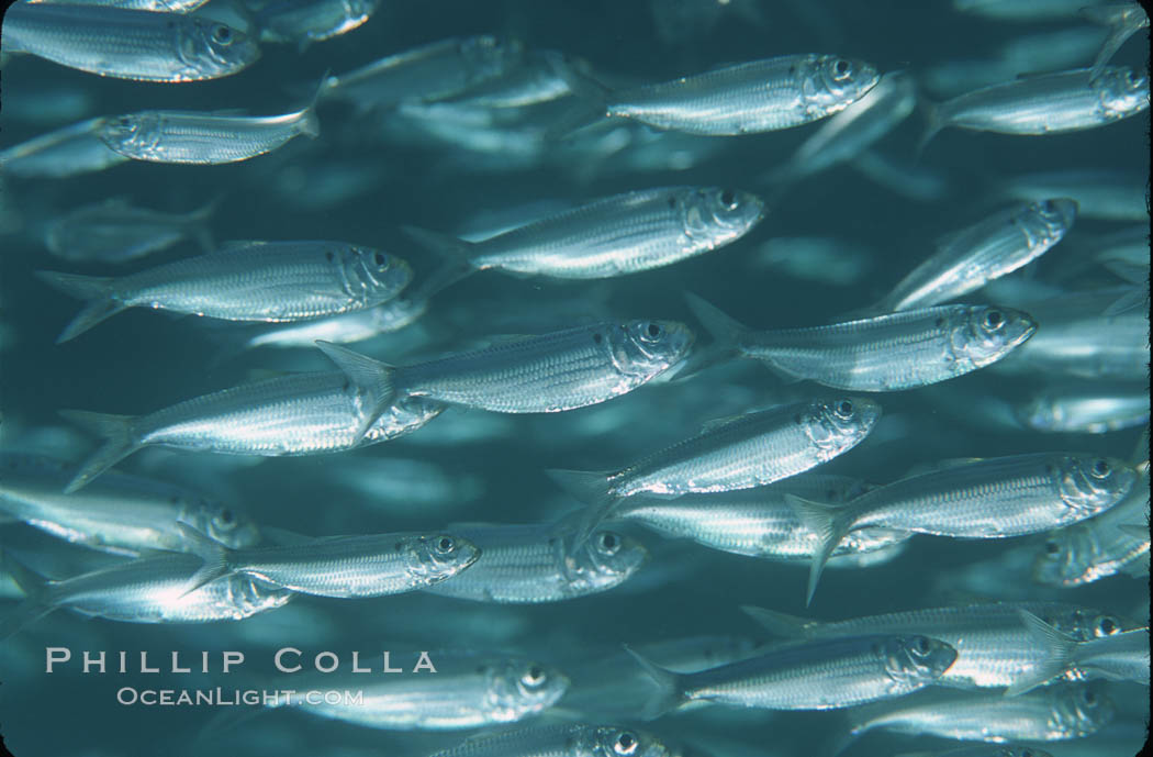 Bigeye scad, schooling. Sea of Cortez, La Paz, Baja California, Mexico, Selar crumenophthalmus, natural history stock photograph, photo id 04780