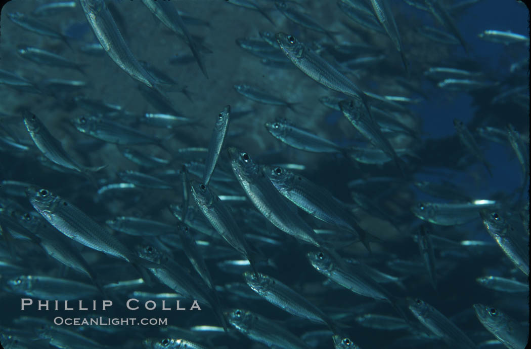 Bigeye scad, schooling. Sea of Cortez, La Paz, Baja California, Mexico, Selar crumenophthalmus, natural history stock photograph, photo id 04804