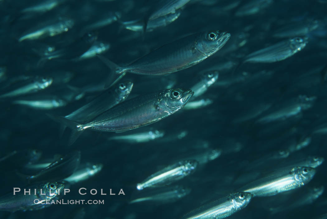 Bigeye scad, schooling, Sea of Cortez., Selar crumenophthalmus, natural history stock photograph, photo id 04807
