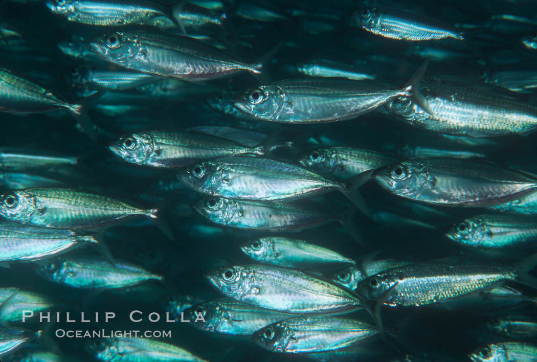 Bigeye scad, schooling, Sea of Cortez., Selar crumenophthalmus, natural history stock photograph, photo id 04801