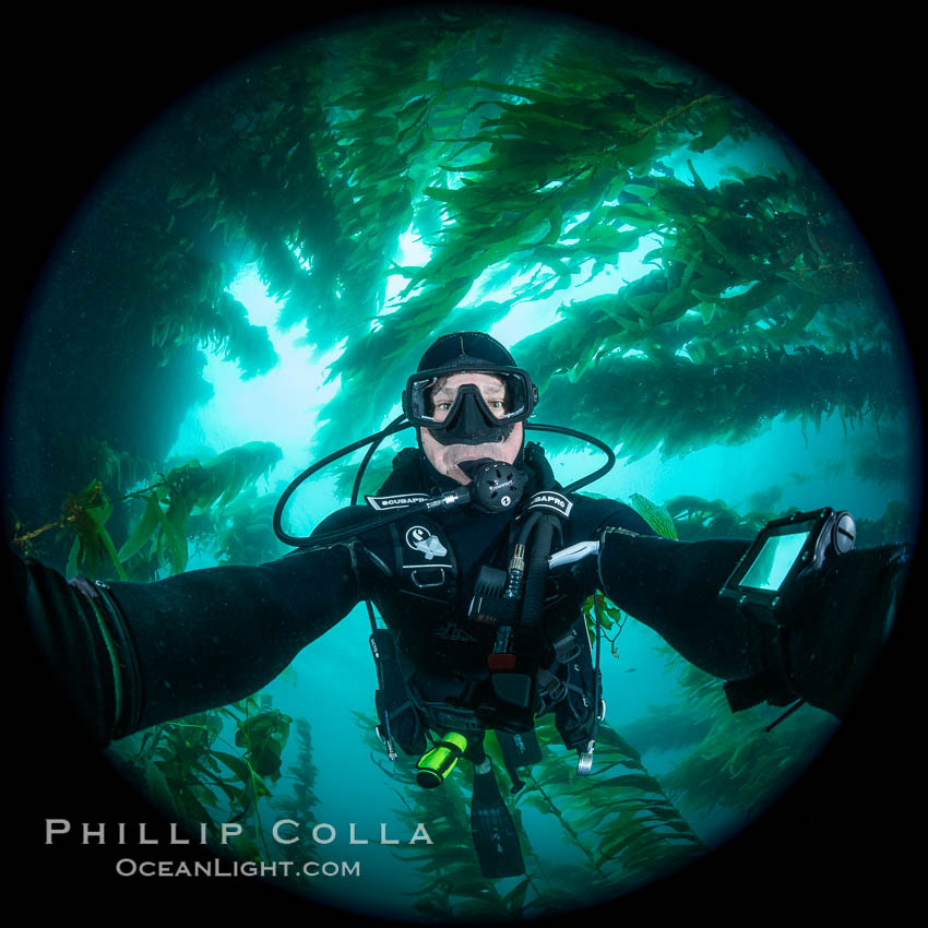 Self portrait in kelp forest, Catalina Island. California, USA, Macrocystis pyrifera, natural history stock photograph, photo id 37274