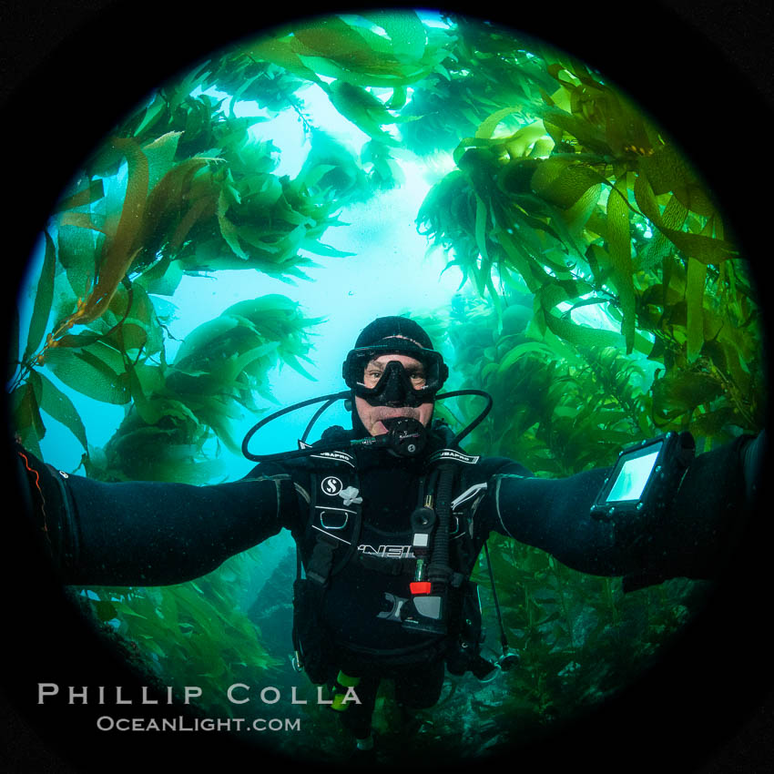 Self portrait in kelp forest, Catalina Island. California, USA, Macrocystis pyrifera, natural history stock photograph, photo id 37257