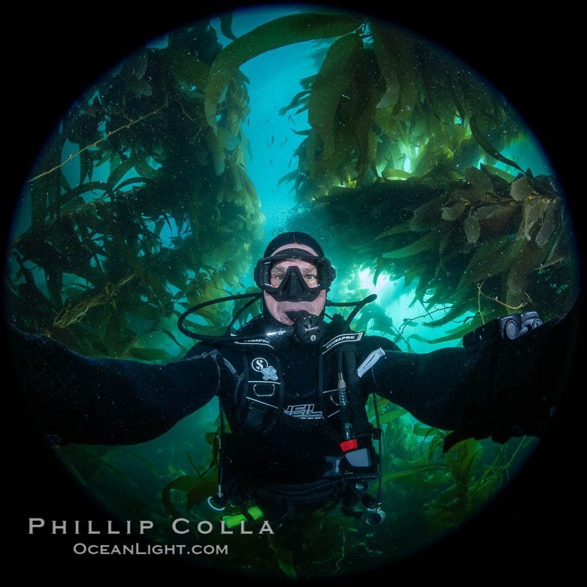 Selfie, giant kelp forest, Catalina Island. California, USA, Macrocystis pyrifera, natural history stock photograph, photo id 37296