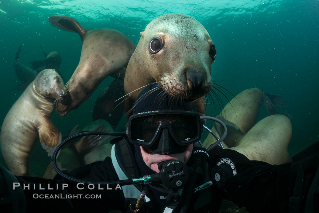 Selfie with Steller sea lion underwater, Norris Rocks, Hornby Island, British Columbia, Canada, Eumetopias jubatus