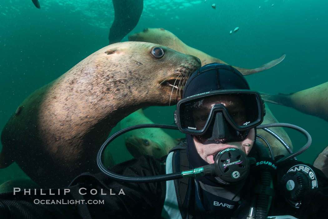 Selfie with Steller sea lion underwater, Norris Rocks, Hornby Island, British Columbia, Canada., Eumetopias jubatus, natural history stock photograph, photo id 32796