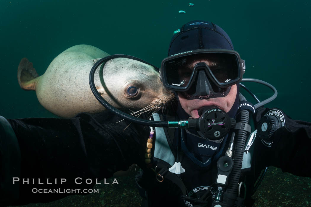 Selfie with Steller sea lion underwater, Norris Rocks, Hornby Island, British Columbia, Canada, Eumetopias jubatus