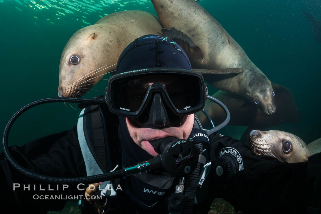 Selfie with Steller sea lion underwater, Norris Rocks, Hornby Island, British Columbia, Canada., Eumetopias jubatus, natural history stock photograph, photo id 32797