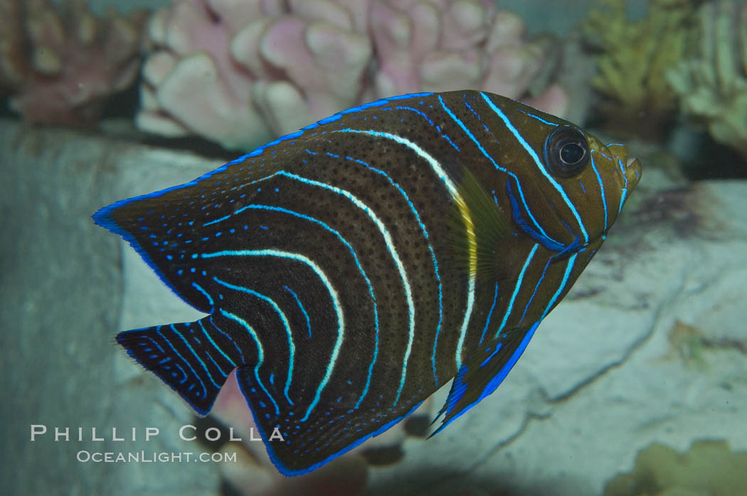 Semicircle angelfish, juvenile form., Pomacanthus semicirculatus, natural history stock photograph, photo id 07924