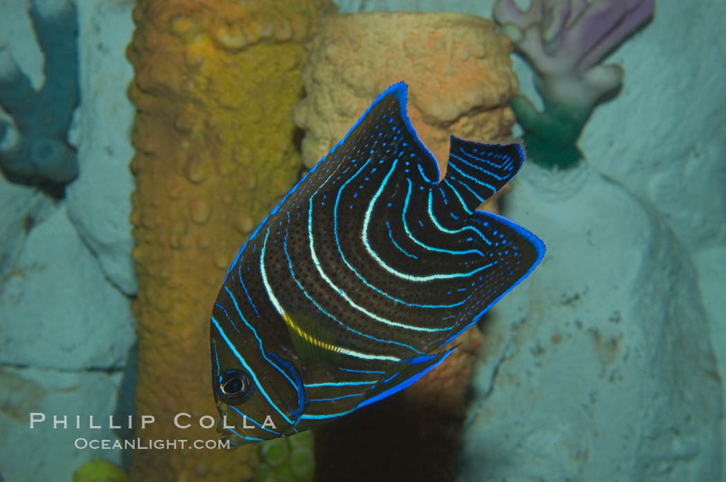 Semicircle angelfish, juvenile form., Pomacanthus semicirculatus, natural history stock photograph, photo id 07928