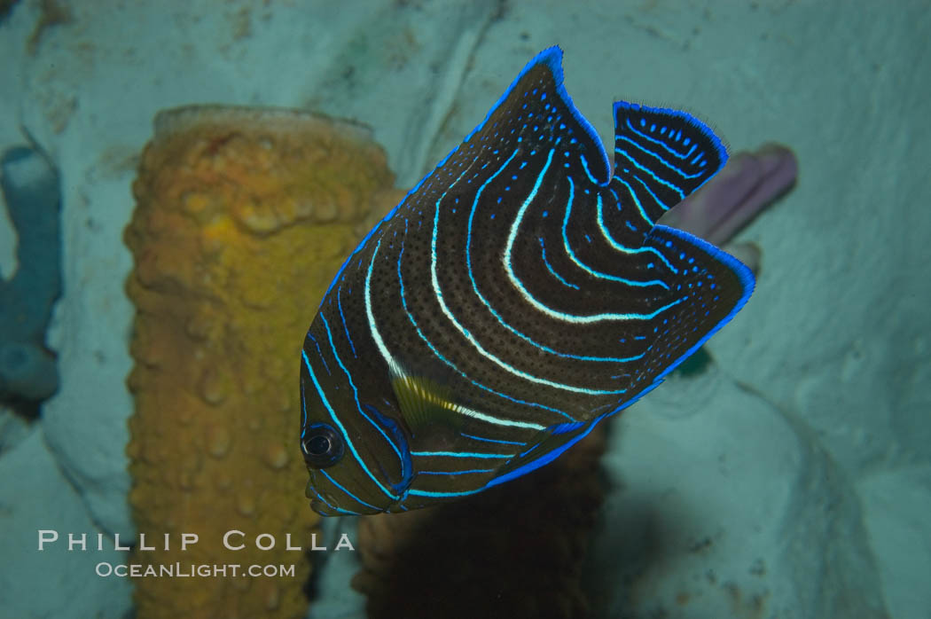 Semicircle angelfish, juvenile form., Pomacanthus semicirculatus, natural history stock photograph, photo id 07927