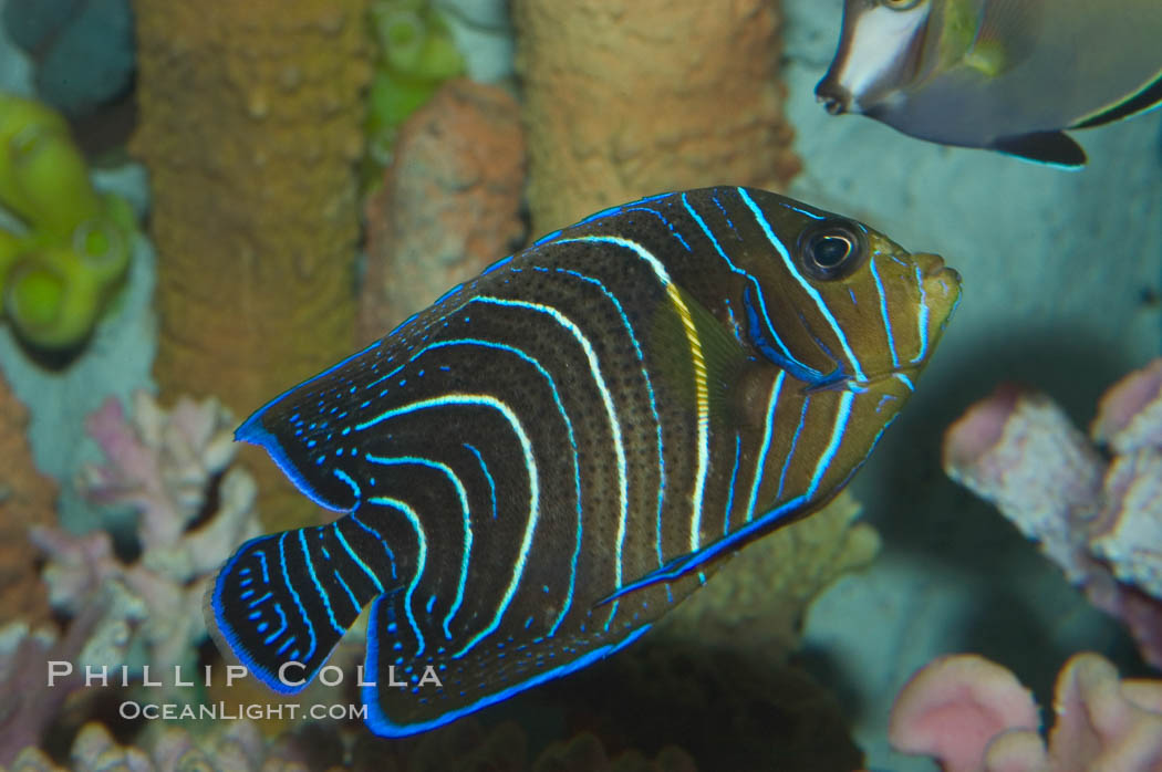 Semicircle angelfish, juvenile form., Pomacanthus semicirculatus, natural history stock photograph, photo id 07925