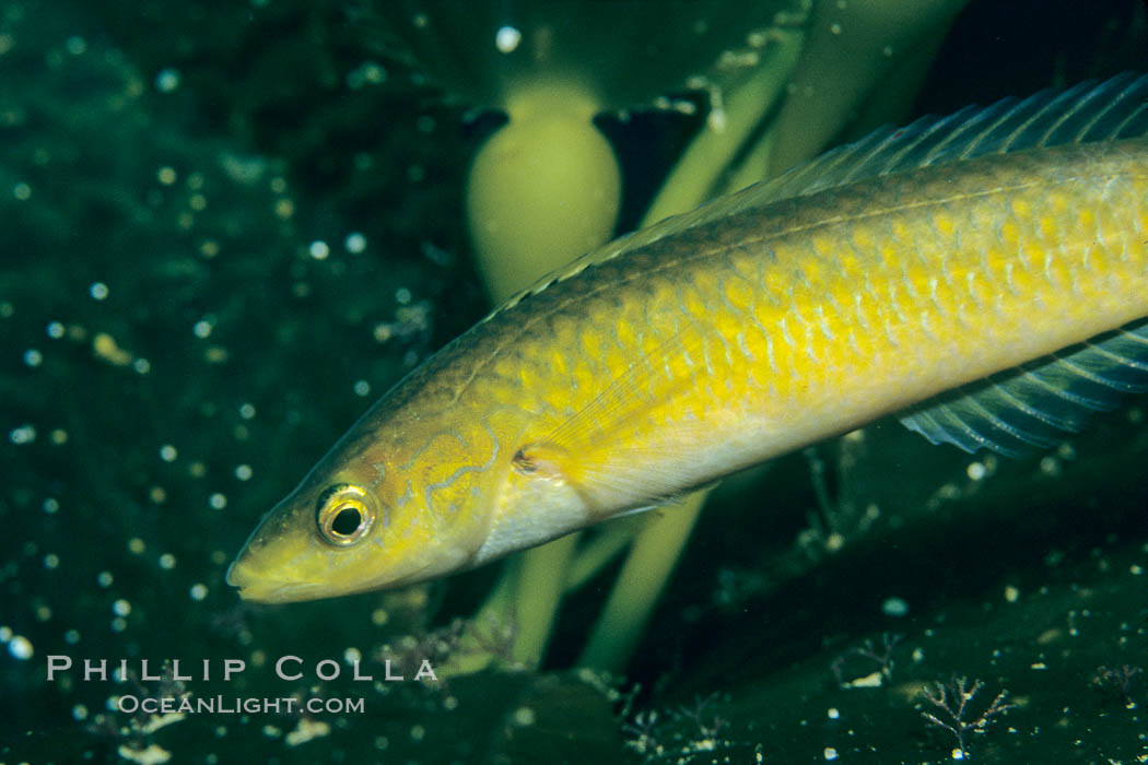 Senorita feeding on bryozoans on kelp. San Clemente Island, California, USA, Macrocystis pyrifera, Oxyjulis californica, natural history stock photograph, photo id 01292