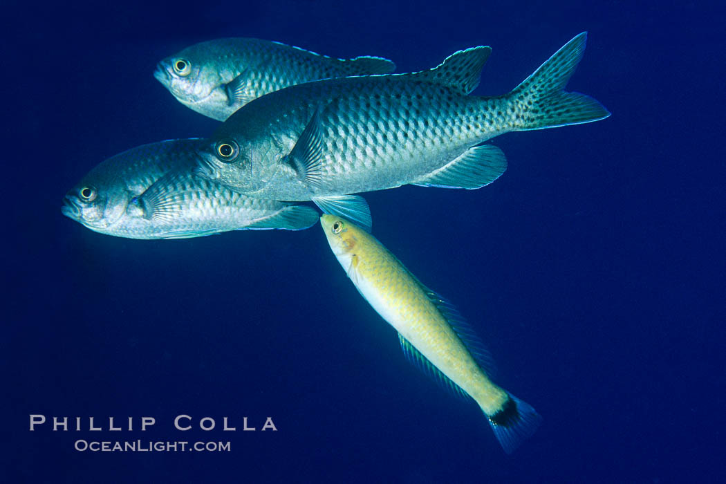 Senorita cleaning blacksmith. Catalina Island, California, USA, Chromis punctipinnis, Oxyjulis californica, natural history stock photograph, photo id 03433