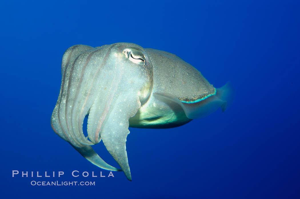 Cuttlefish Photo, Cuttlefish photos, Natural History Photography