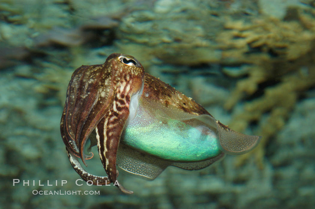 Common cuttlefish., Sepia officinalis, natural history stock photograph, photo id 07803