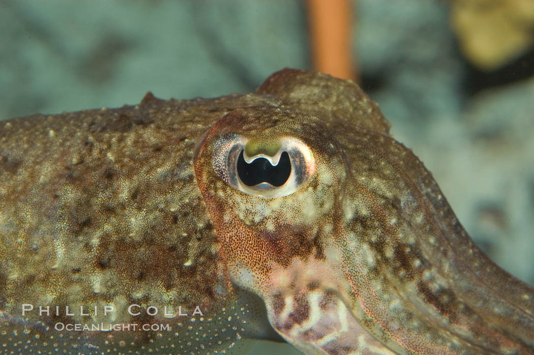Common cuttlefish., Sepia officinalis, natural history stock photograph, photo id 07879