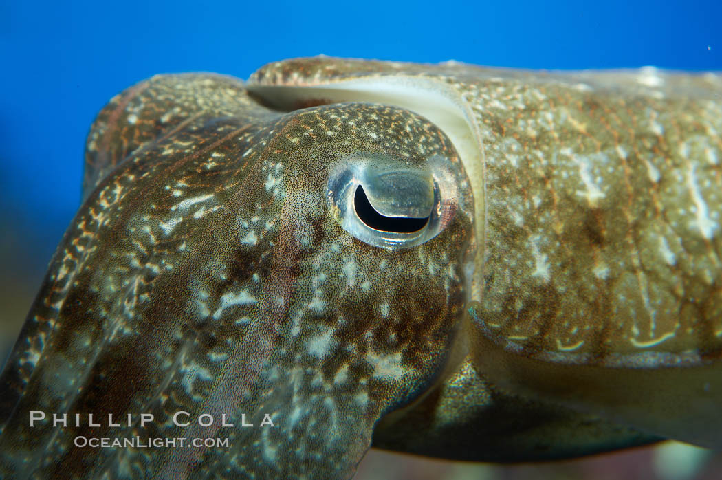 Common cuttlefish., Sepia officinalis, natural history stock photograph, photo id 11779