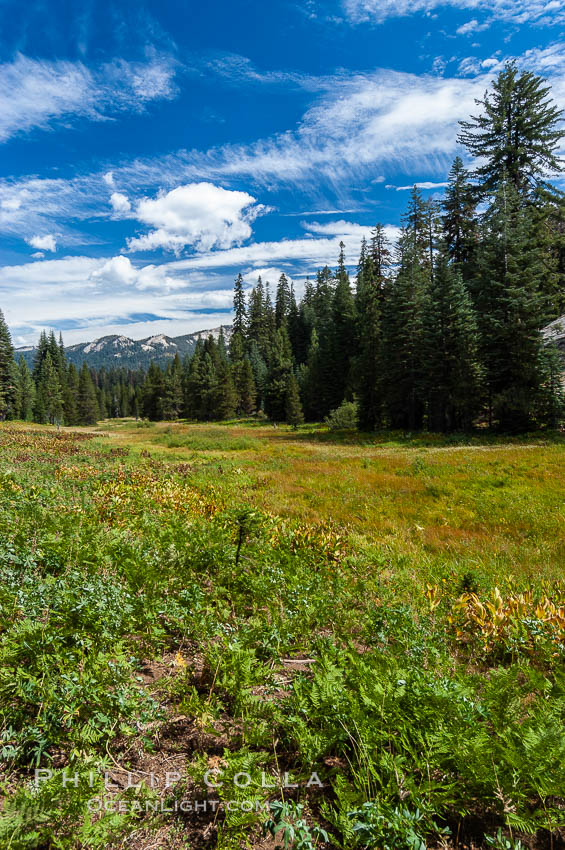 Long Meadow in late summer. Sequoia Kings Canyon National Park, California, USA, natural history stock photograph, photo id 09898