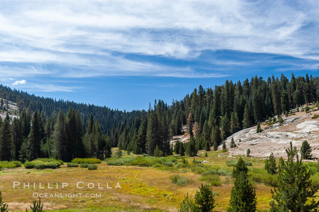 Long Meadow in late summer. Sequoia Kings Canyon National Park, California, USA, natural history stock photograph, photo id 09896