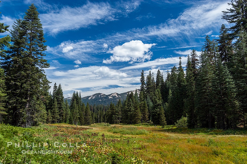 Long Meadow in late summer., natural history stock photograph, photo id 09899