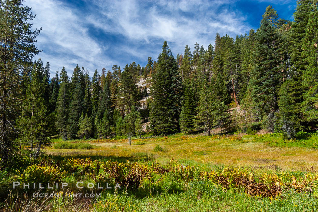 Long Meadow in late summer. Sequoia Kings Canyon National Park, California, USA, natural history stock photograph, photo id 09897