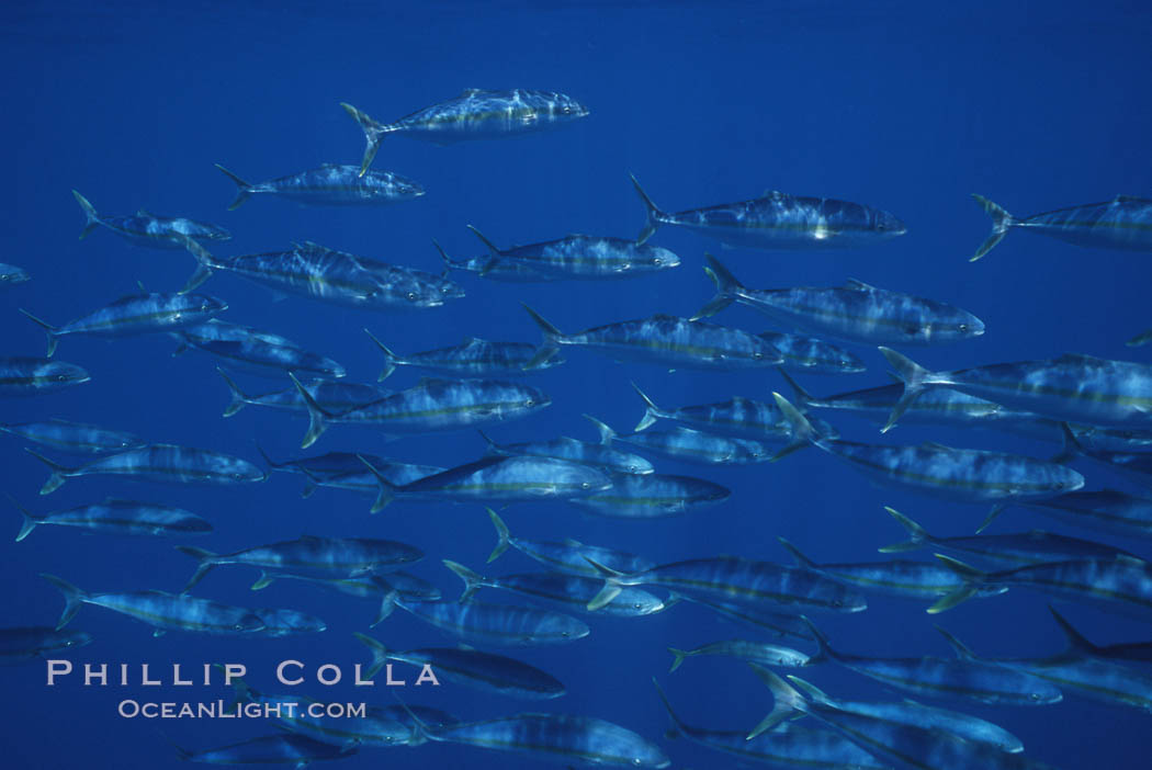 North Pacific Yellowtail, schooling, open ocean under drift kelp., Seriola lalandi, natural history stock photograph, photo id 05202