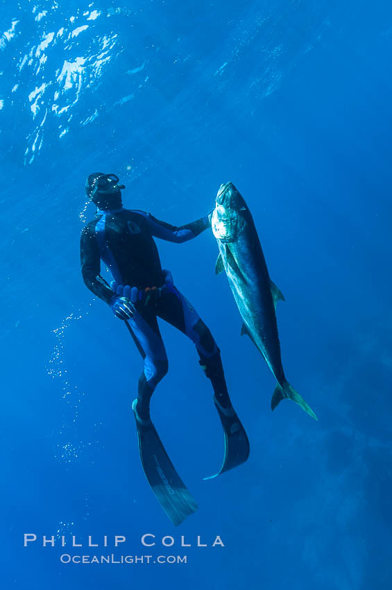 Craig OConnor and his pending spearfishing world record North Pacific yellowtail (77.4 pounds), taken on a breathold dive with a band-power speargun near Abalone Point.  Guadalupe Island is home to enormous yellowtail.  The three most recent spearfishing world records for Northern yellowtail have been taken at Guadalupe. July 2004. Guadalupe Island (Isla Guadalupe), Baja California, Mexico, Seriola lalandi, natural history stock photograph, photo id 09598