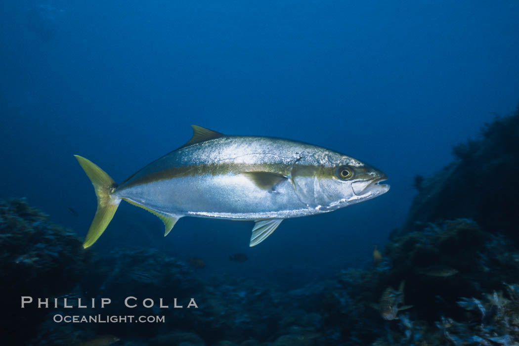 North Pacific Yellowtail. Guadalupe Island (Isla Guadalupe), Baja California, Mexico, Seriola lalandi, natural history stock photograph, photo id 02404